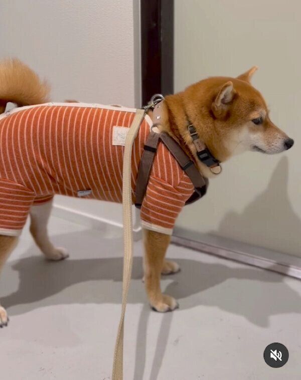 「早くお散歩に行きたい」と圧をかけるあんこちゃん