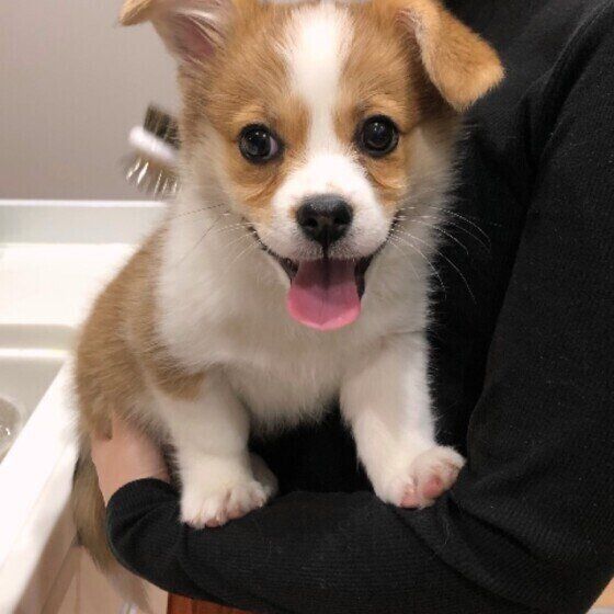 ブラッシングしてもらう犬