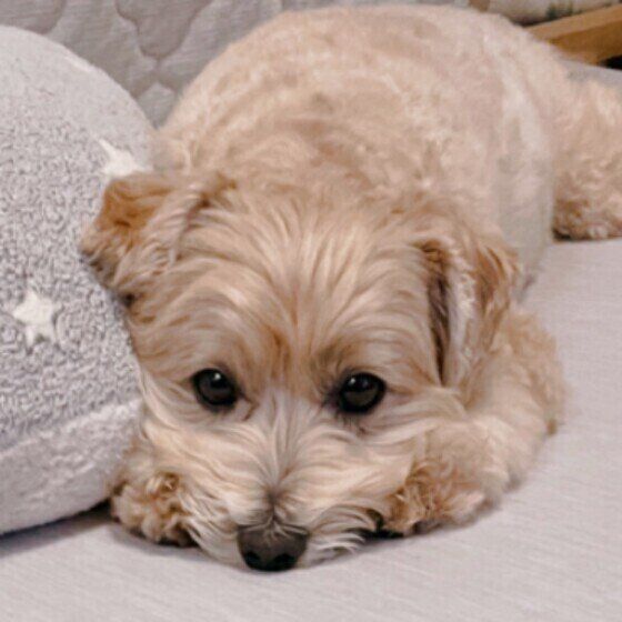 ソファの座面に顔をつけて何か言いたげな顔でこちらを見つめる薄茶色の小型犬（mix）