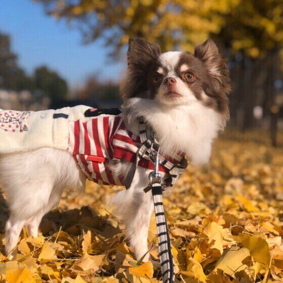 お散歩するチワワ