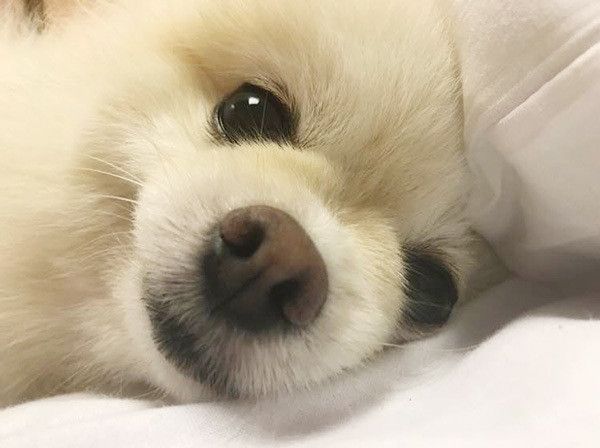 見つめるポメラニアン