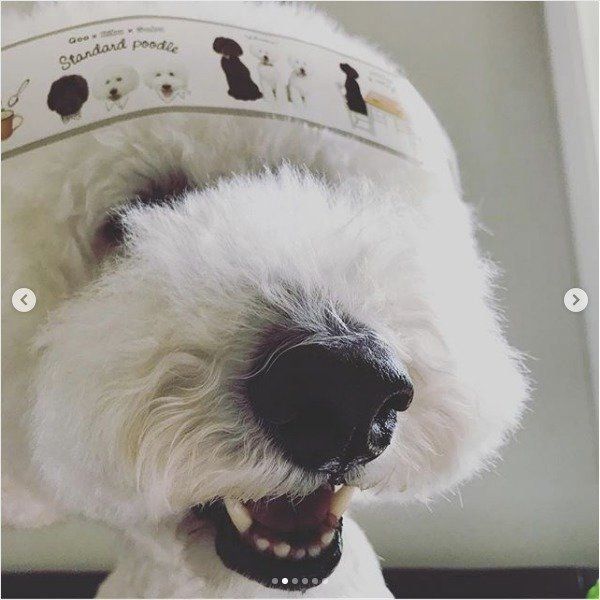 スタンダード・プードル