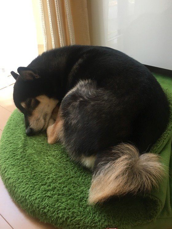 丸くなって寝る柴犬