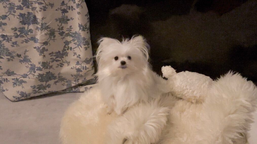 おやつ袋を盗もうとしていたかわいーぬちゃん