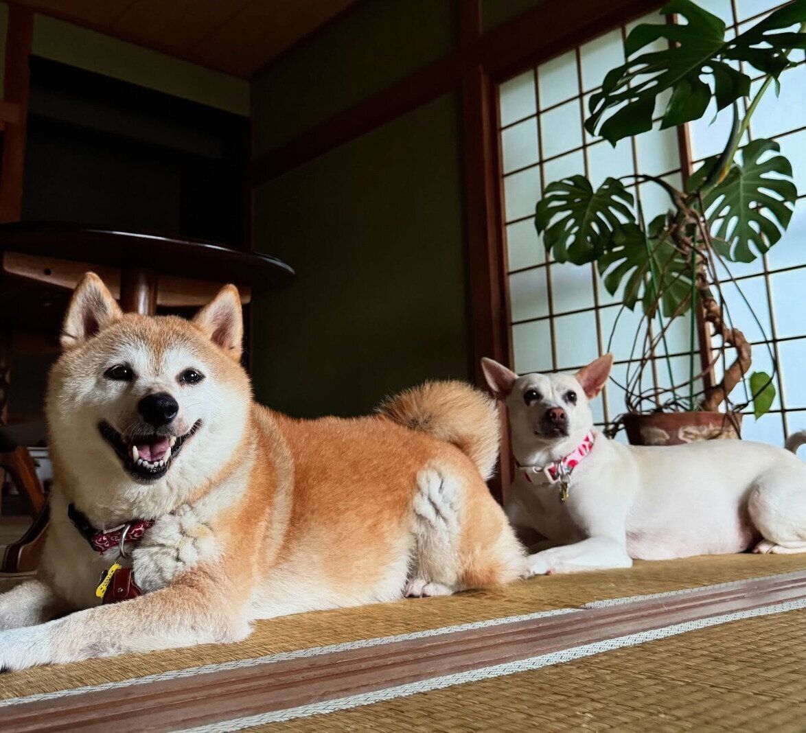 まったりするすずちゃん、ハルちゃん