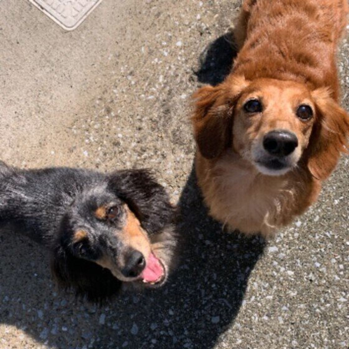 犬がクチャクチャと頻繁に口を動かす理由 注意点は いぬのきもちweb Magazine 犬がクチャクチャと頻繁に口を動かす理由 注意点は いぬのきもちweb Magazine