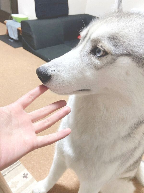 横顔が美しいラムちゃん