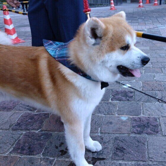 秋田のレンくん