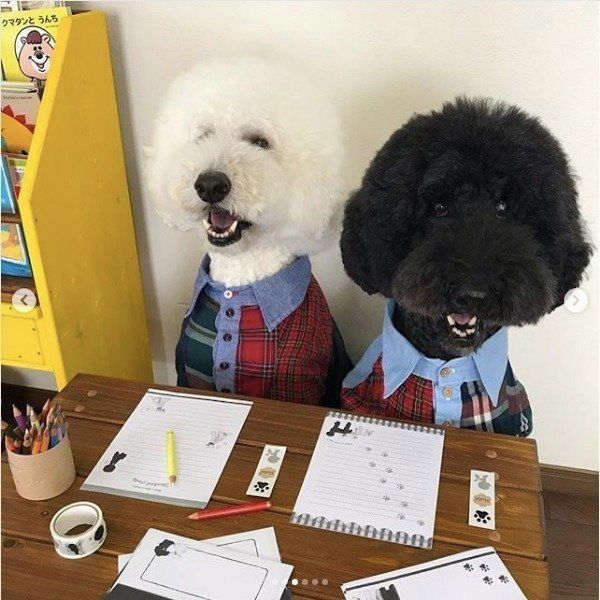 スタンダード・プードル