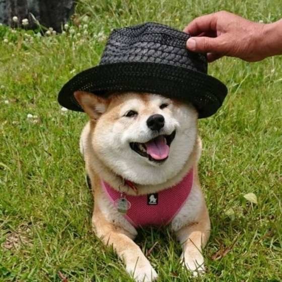 柴犬のチョコちゃん