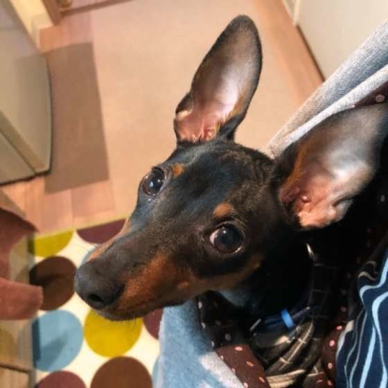 ミニチュア・ピンシャーの鼓竜くん