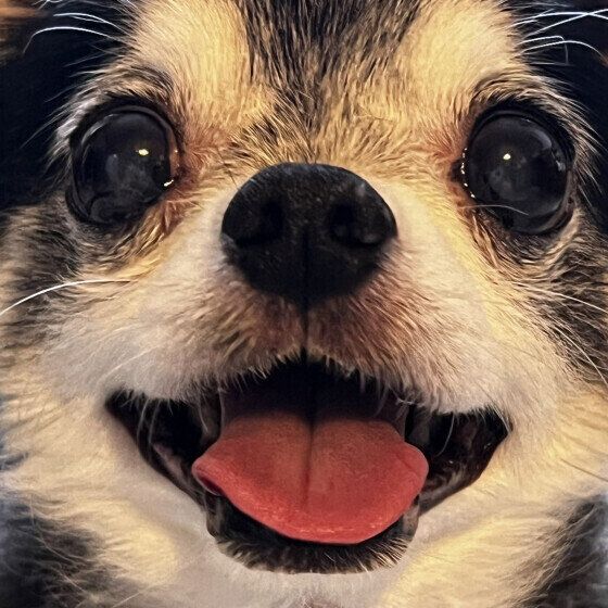 なぜ犬の鼻は湿っているの？ 犬の鼻が濡れている理由とは いぬのきもち