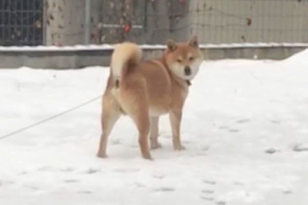 雪で滑る柴犬