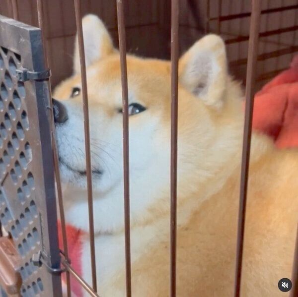 散歩待ちの福丸くん