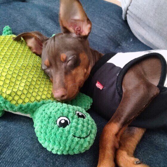 ミニチュア・ピンシャーのチャーリーくん♪