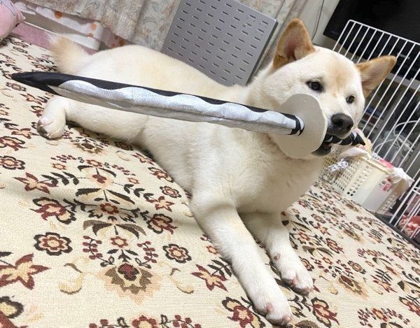 おもちゃをくわえるはるちゃん