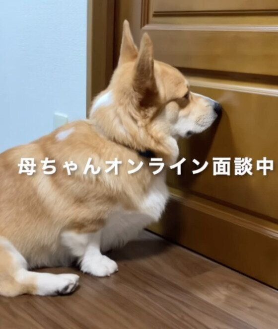 ドアの前で待つジノくん