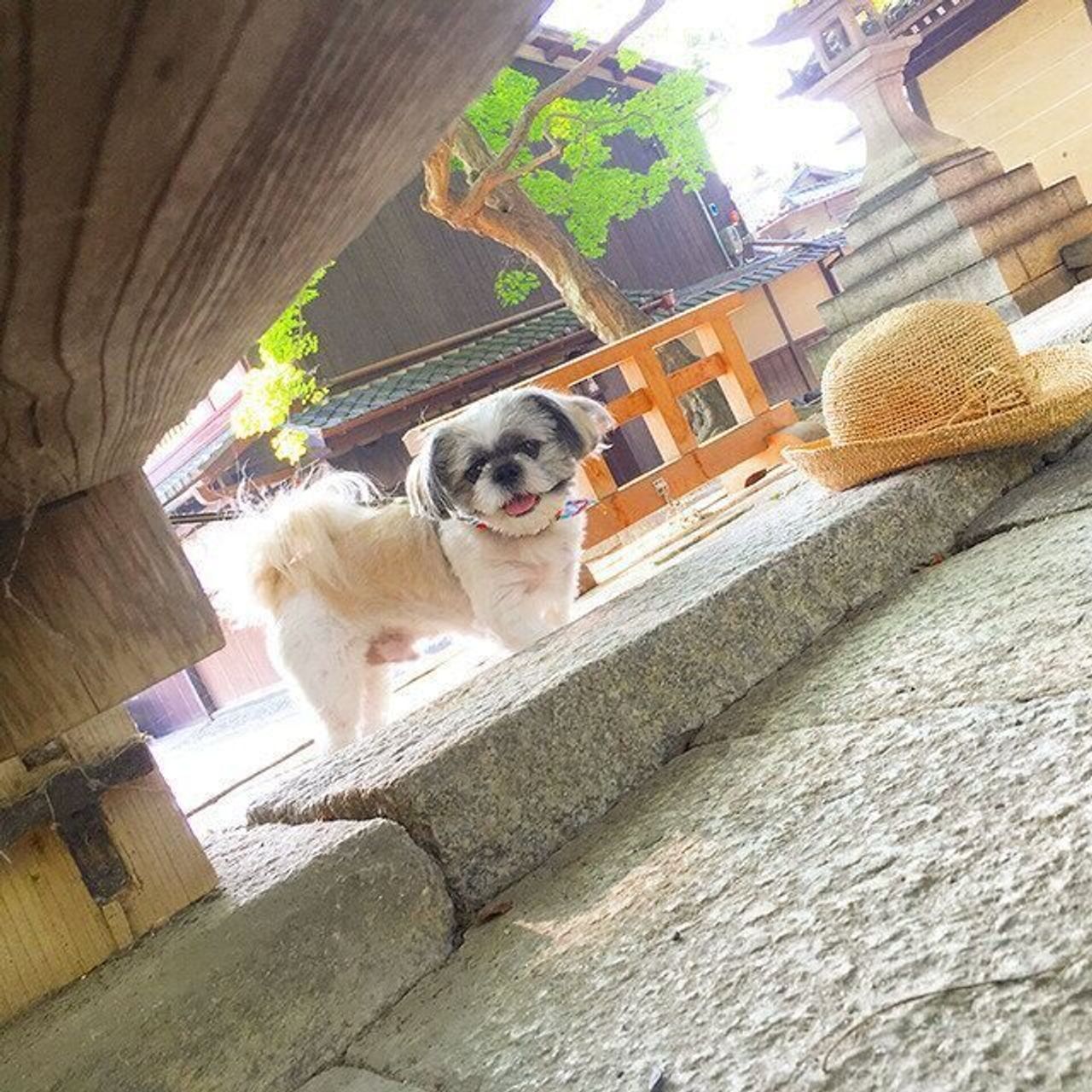 賢い犬は手も使えるし 頭も 使える 連載 シーズー犬のてんぽ 第118回 いぬのきもちweb Magazine 賢い犬は手も使えるし 頭も 使える 連載 シーズー犬のてんぽ 第118回 いぬのきもちweb Magazine