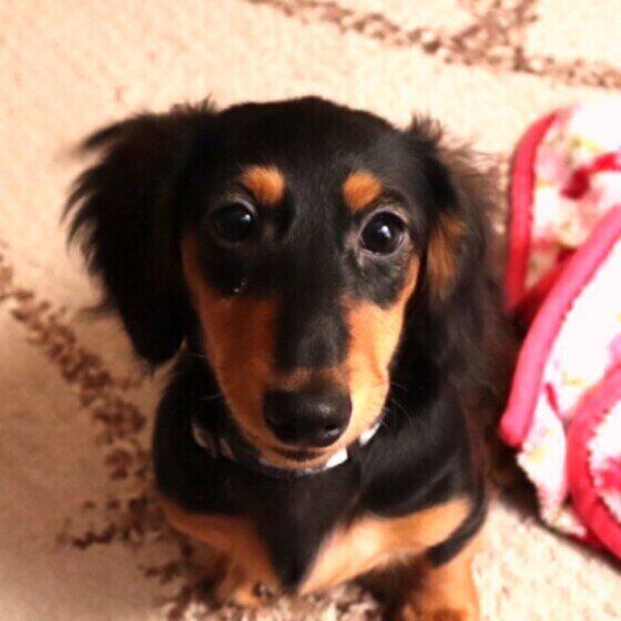 ミニチュアダックス くっくくん