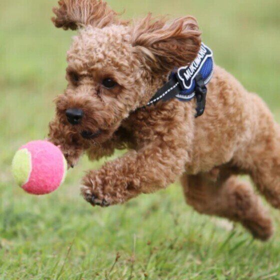 マダニから犬猫、そして人にうつる可能性のある重症熱性血小板減少症候群（SFTS）とは いぬのきもち