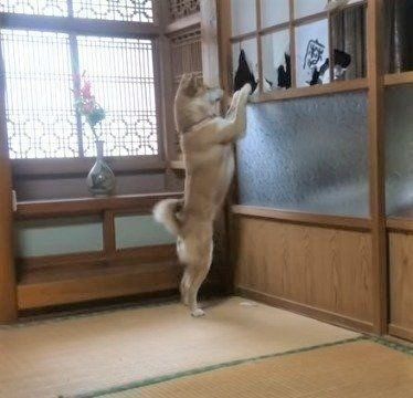 柴犬　ももちゃん