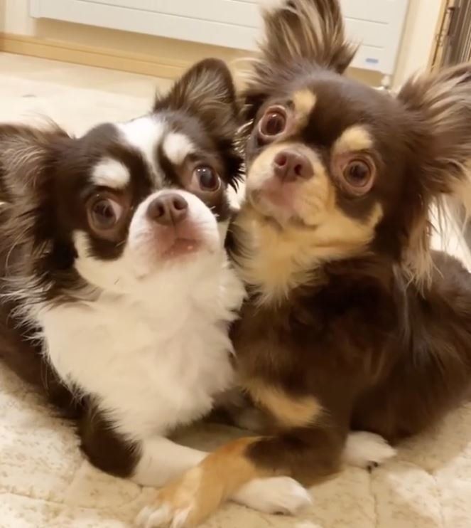 くっつく2匹のチワワ