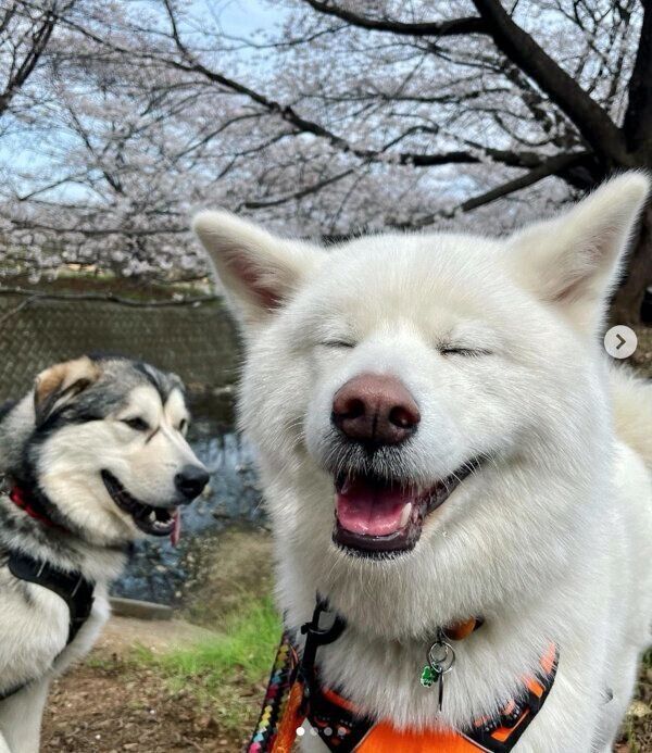 散歩を楽しむユキちゃん、ヨルくん