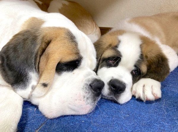 寄り添うデイジーちゃんとドーンくん