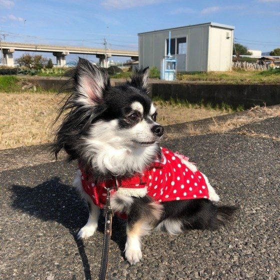 チワワのみるくちゃん、お散歩中かな？