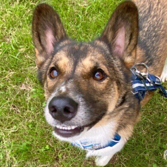 中型犬のウニくん