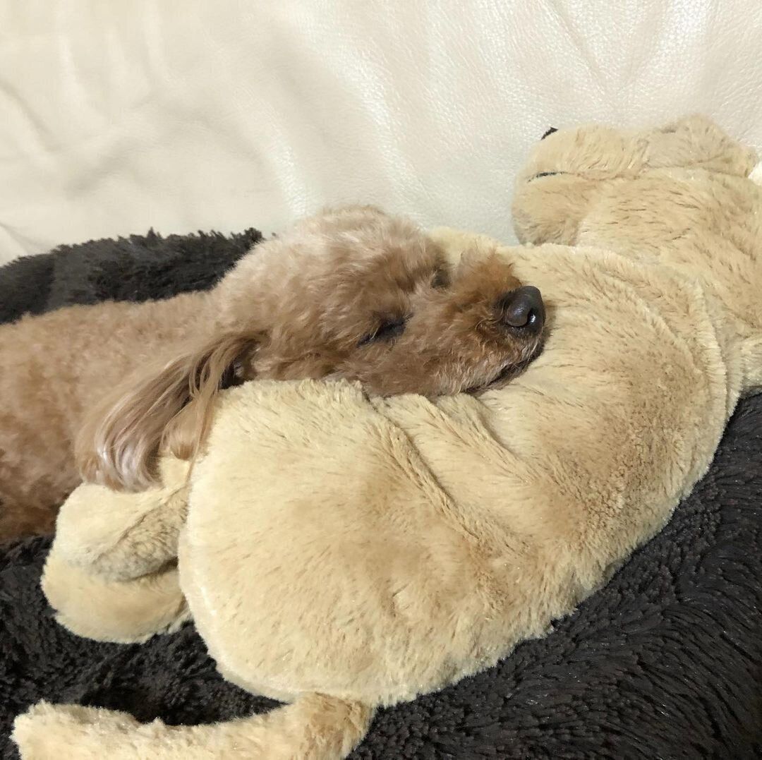 プードル ティオちゃん