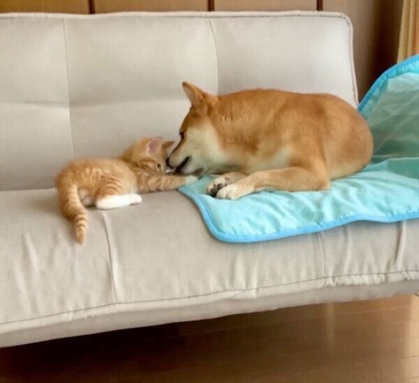 ぷくちゃんと、生後2カ月頃のりんくん