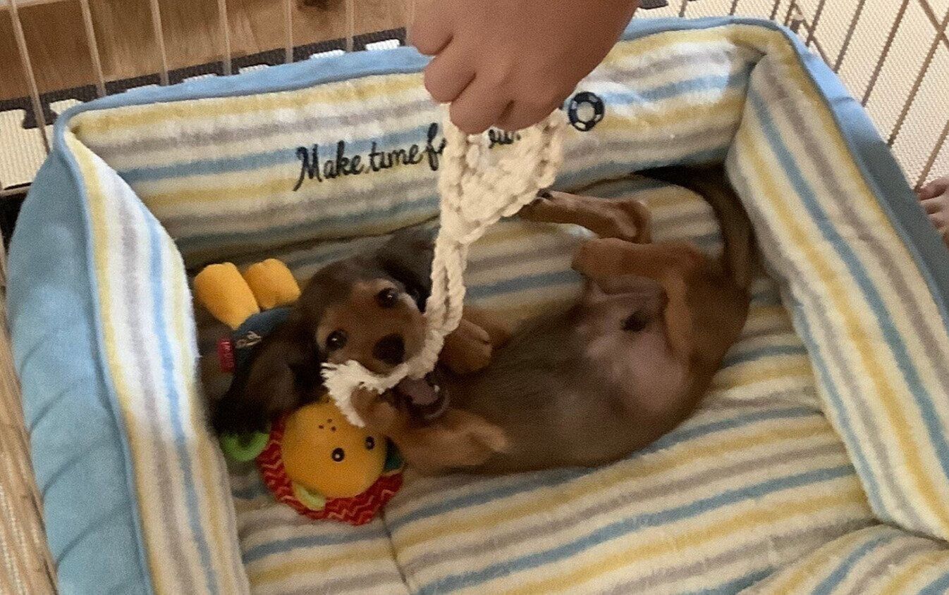 ミニチュア・ダックスフンド 生後3カ月