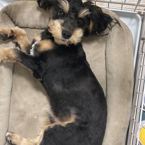 サマーカットをする犬