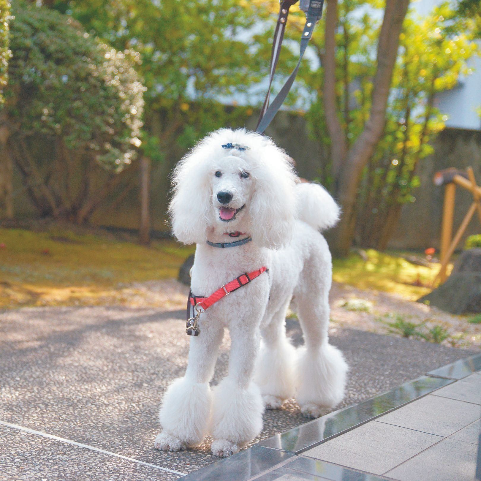 神奈川県・Yさん宅のマーリちゃん（メス・１才５カ月／18㎏／スタンダード・プードル／無邪気でマイペース）