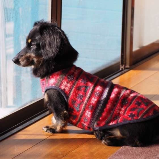 これって老化？それとも病気？見過ごしがちな犬の症状とは