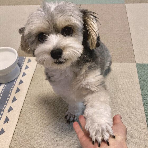 ジョリィちゃん