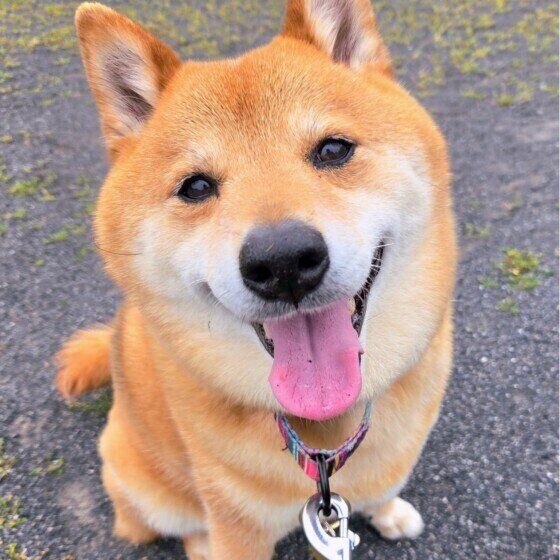 ニコニコ笑顔の柴犬