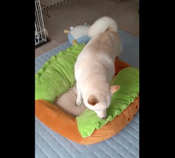 洗いたてのベッドのニオイを念入りに嗅ぐはるちゃん