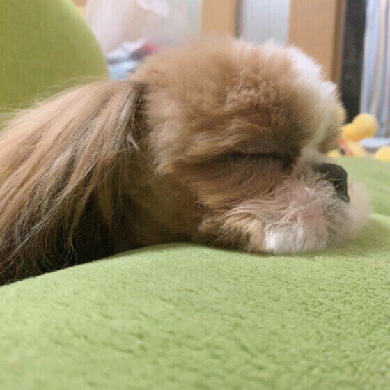 あごをつけて寝る小型Mix犬