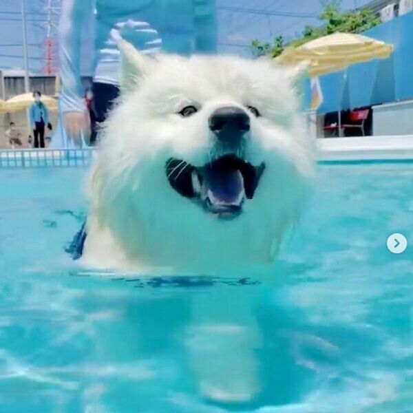 泳ぐソランくん