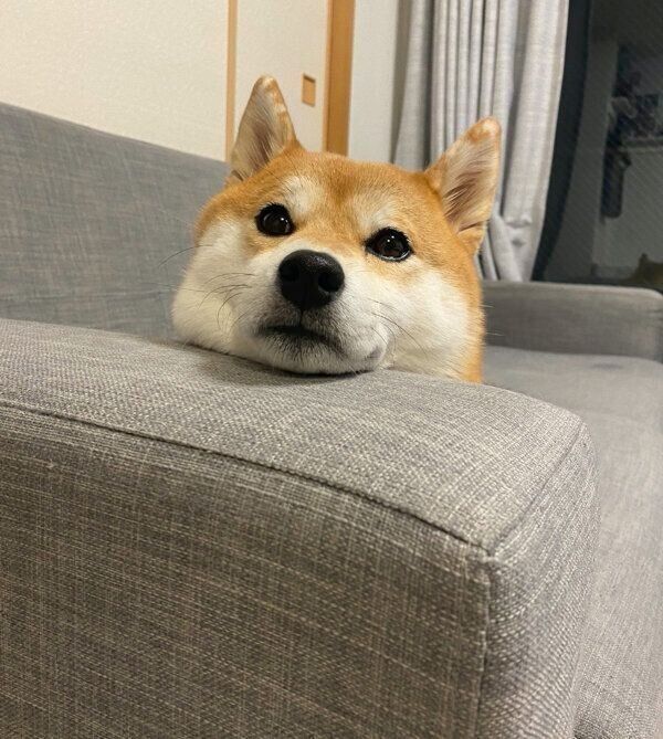 くつろぐひるねちゃん