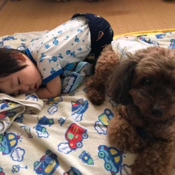 トイ・プードル