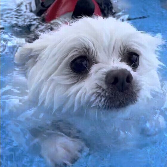 愛犬をプールで遊ばせるときの注意点 ケガやトラブルに気をつけて水遊びを楽しもう！ いぬのきもち