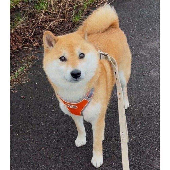 飼い主さんを見つめるふう太くん