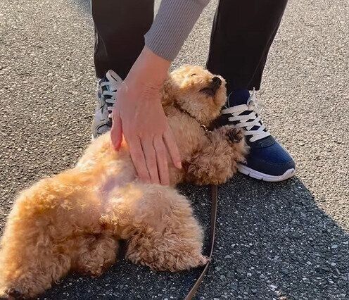 お買い物帰りの人にさすさすしてもらうモモちゃん