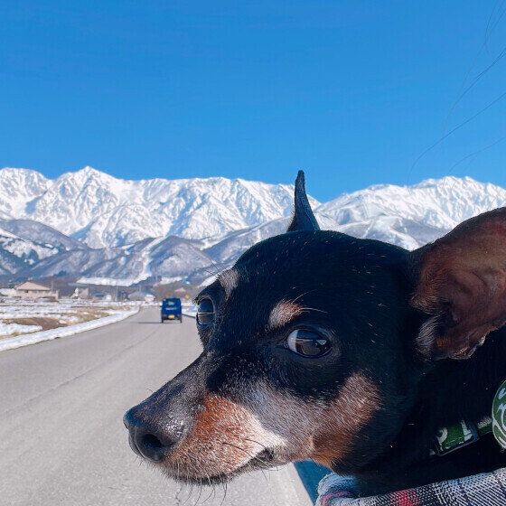 抱っこが好きな犬と嫌いな犬の共通点は? 抱っこ嫌い克服のコツも紹介 いぬのきもち