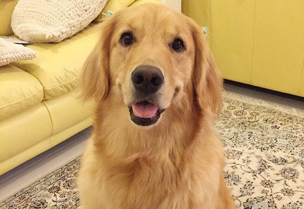 見つめるゴールデン・レトリーバー