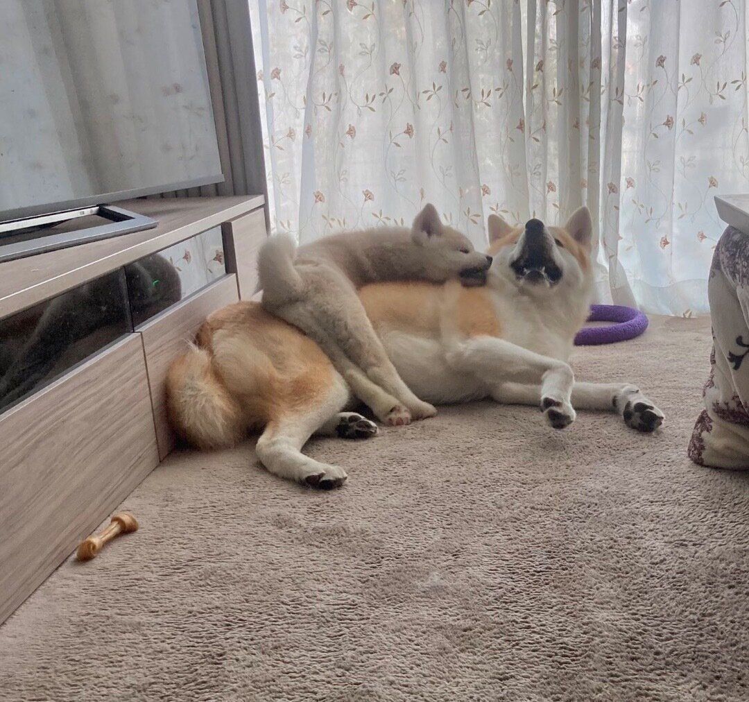 じゃれ合う大吉くん、幸ちゃん