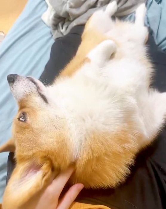 1才7カ月のころに撮影した柊くん